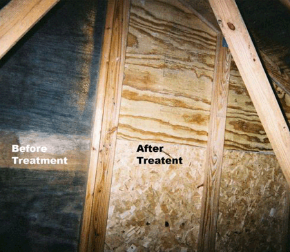 How do you remove mold from an attic?