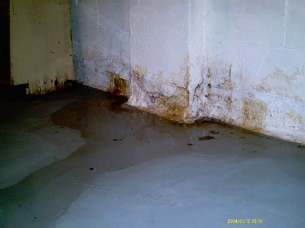 Basement Mold Removal Safe Mold Solutions Chapter 2